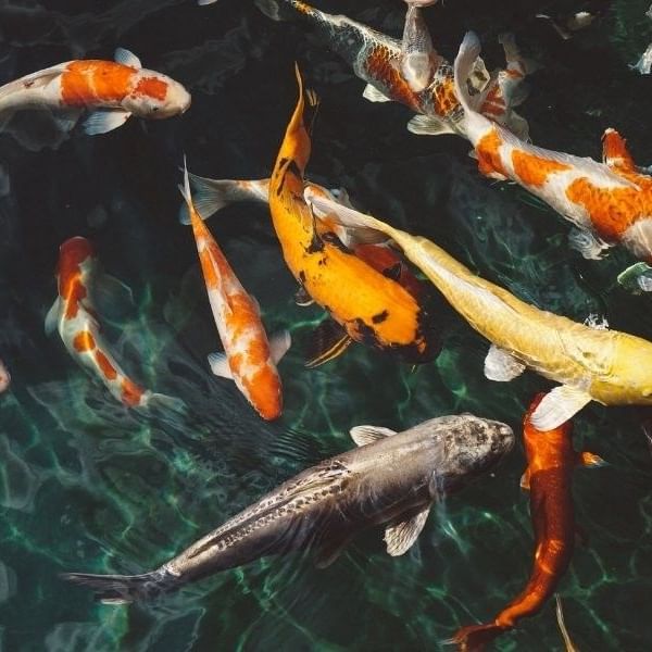 Come Feed the Koi!