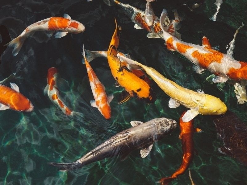 Come Feed the Koi!