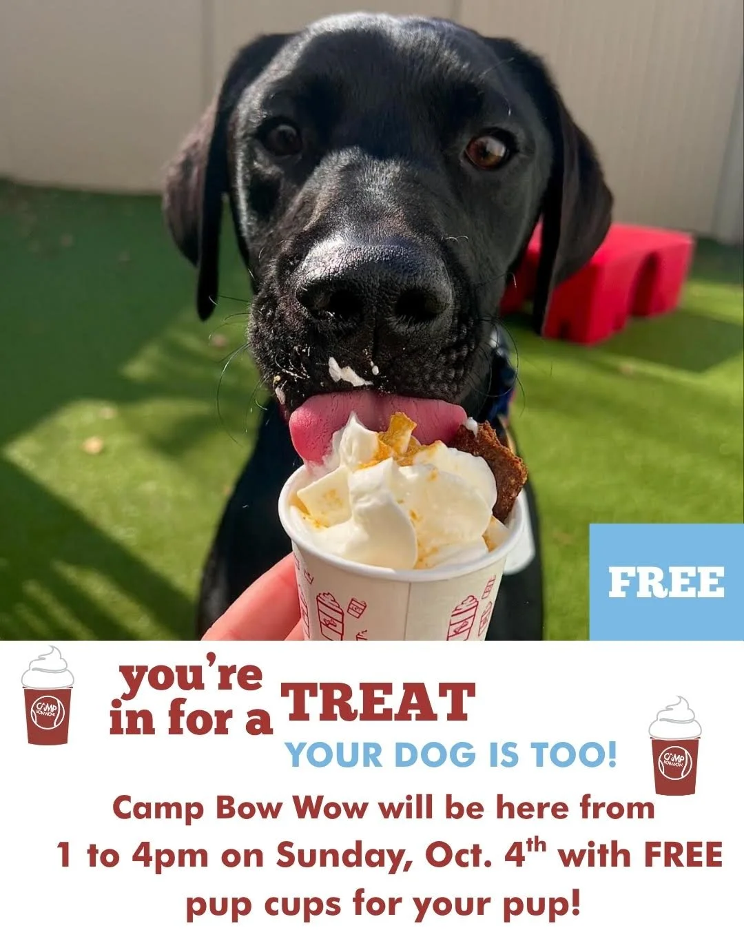 Camp Bow Wow Pup Cup Table