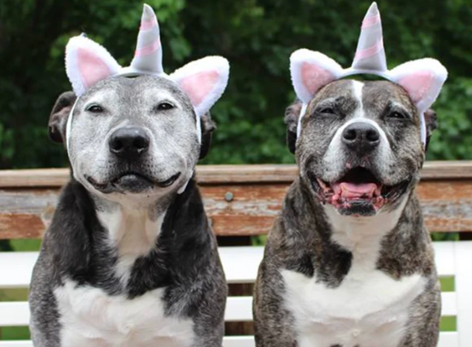 Pitties and Pals Rescue