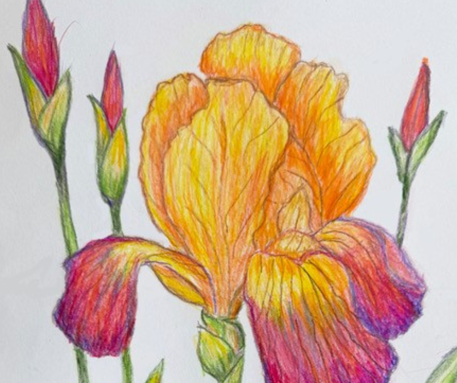 Basic Drawing Sampler Tuesdays