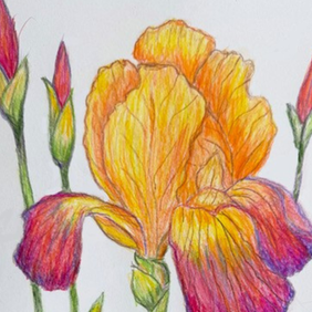 Basic Drawing Sampler Tuesdays