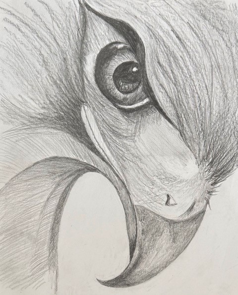 Drawing in Pencil