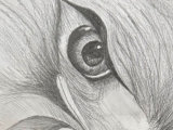 Drawing in Pencil