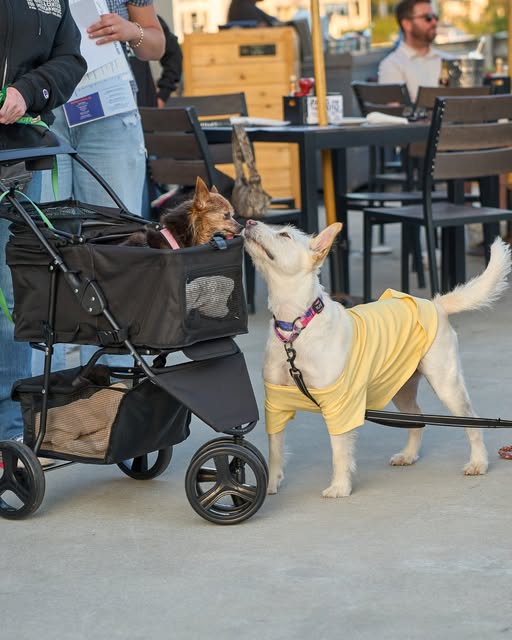 Paws on the Patio