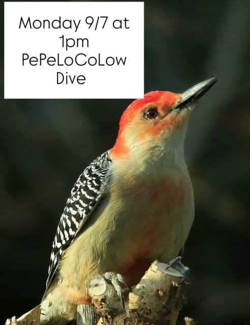 PePeLoCo