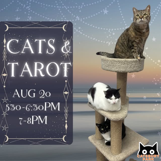 Cats & Tarot