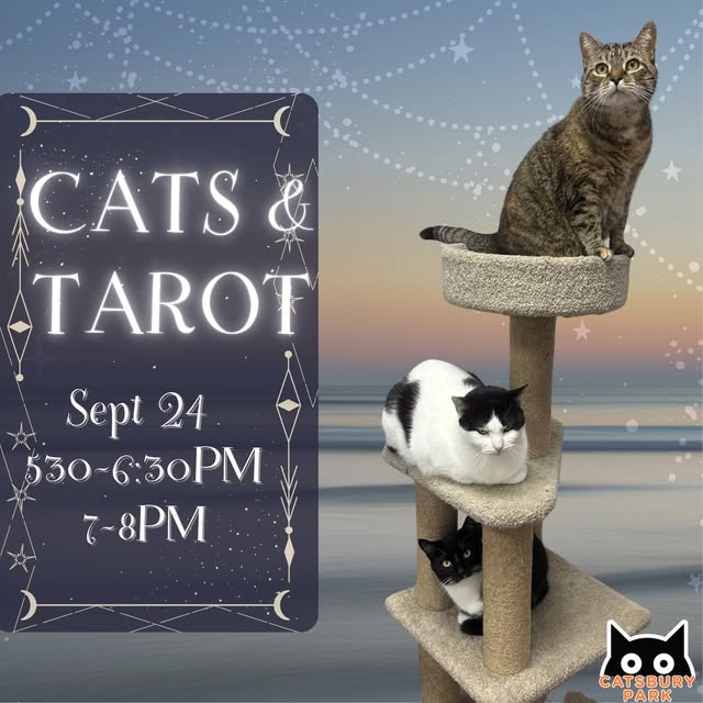 Cats & Tarot (7 PM)