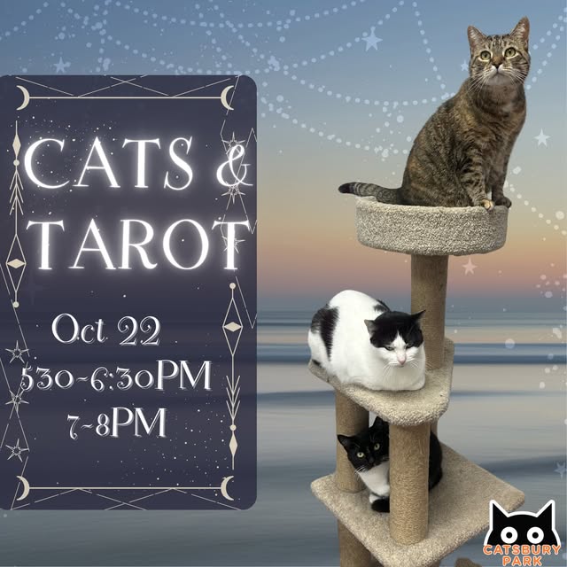 Cats & Tarot (Session 2)