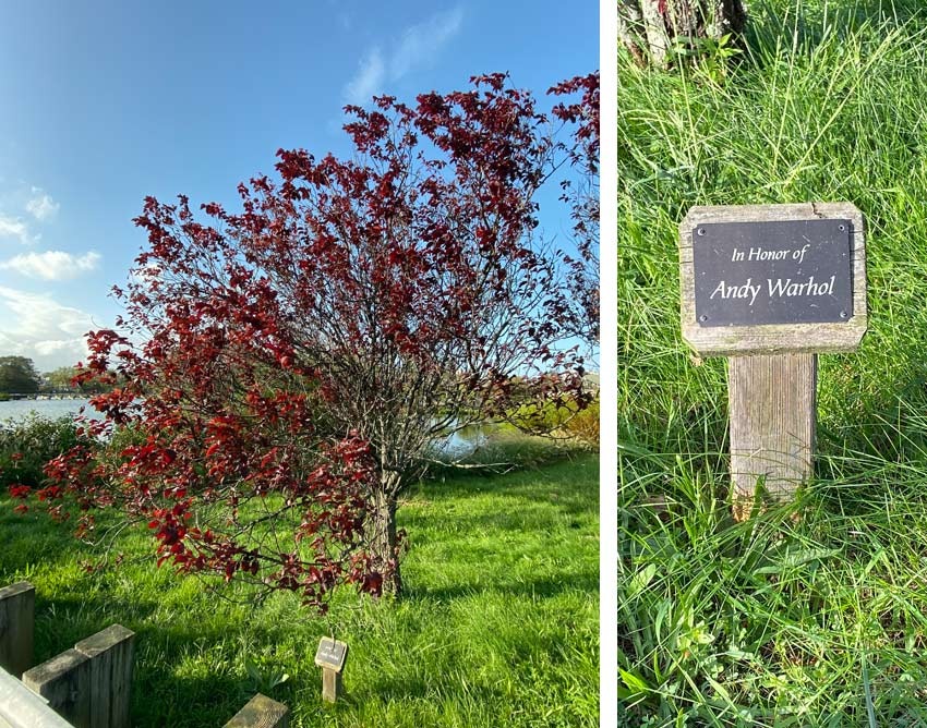 Andy Warhol Memorial Tree